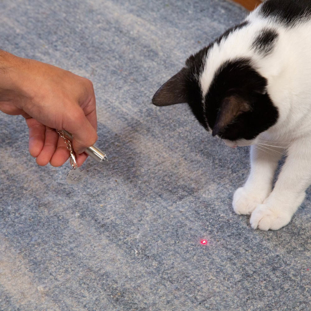 mise en situation avec un chat et le pointeur laser chat sur tapis