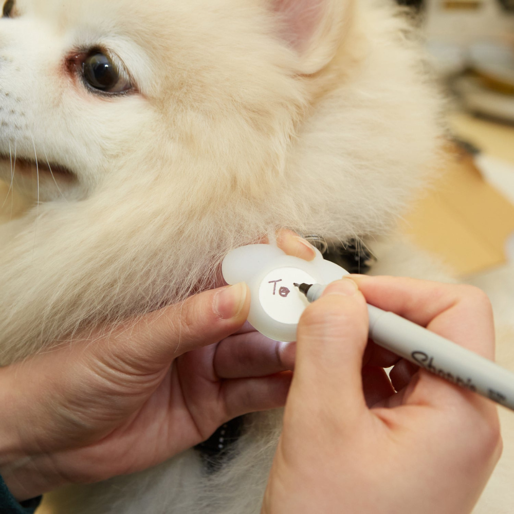 mise en situation du porte nom lumineux sur un chien avec écriture