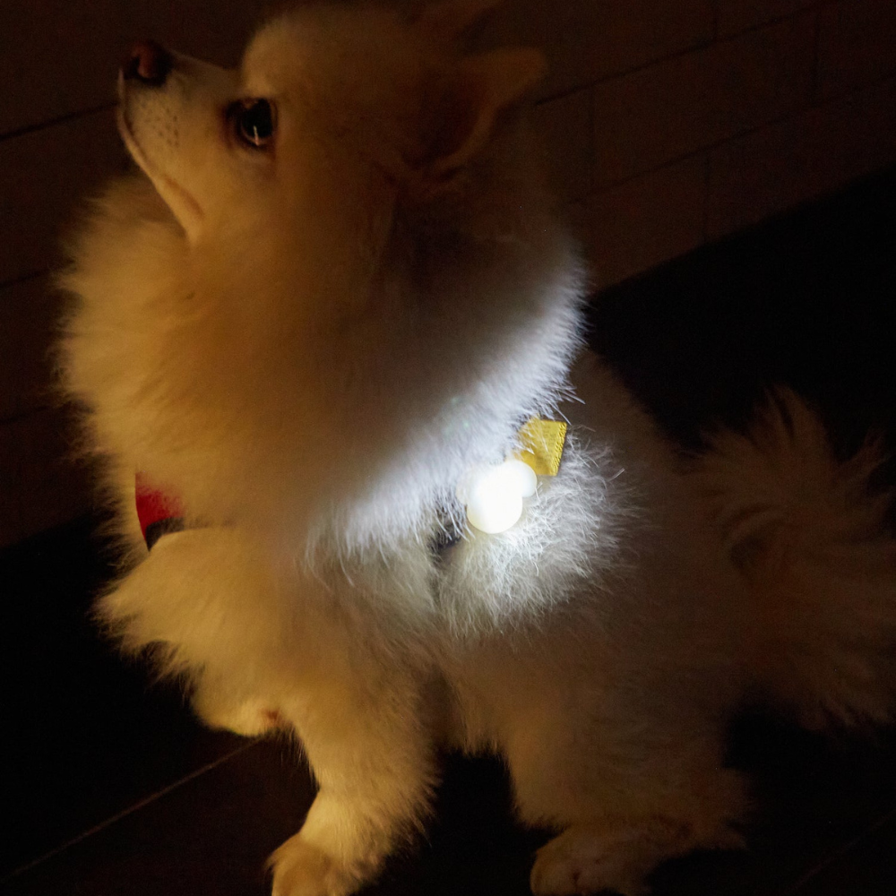 mise en situation du porte nom lumineux sur un petit chien blanc 